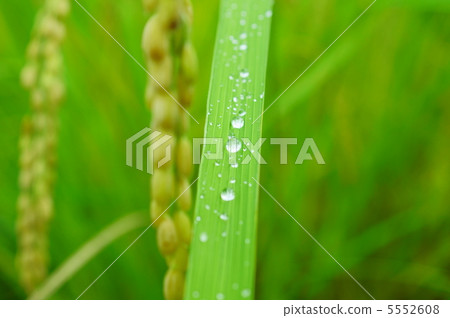 Autumn drops An Drop of Autumn Autumn drops An Drop of Autumn 5552608