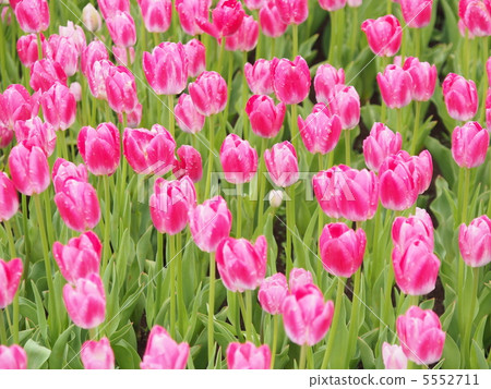 A pink flower full of tulips A pink flower full of tulips 5552711