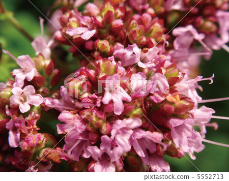 Ibuki muskou 5552713