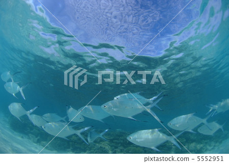 Shoal of Kobanjiji Shoal of Kobanjiji 5552951