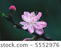 Peach Blossom  5552976