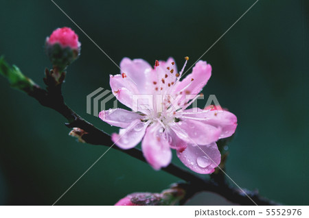 Peach Blossom Peach Blossom 5552976