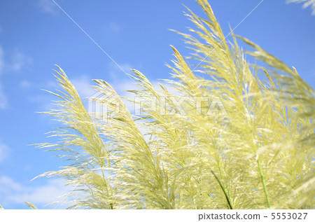 Pampasgrass 5553027