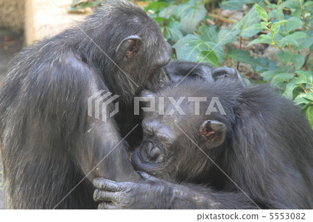 A couple of loving chimpanzees 5553082