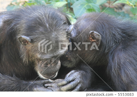 A couple of loving chimpanzees 5553083