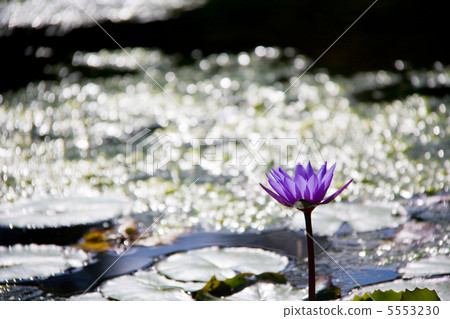 大海百合花 5553230