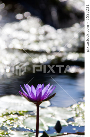 大海百合花 5553231