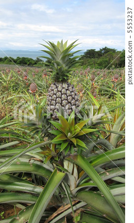 菠蘿 5553237