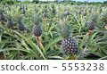 pineapple  5553238