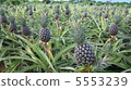 Pineapple field 5553239