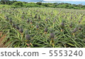 Pineapple field 5553240