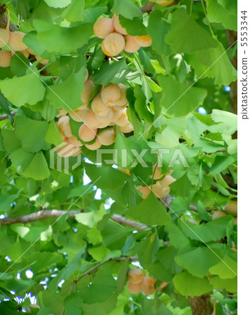 Autumn's visit to Gingko 5553344