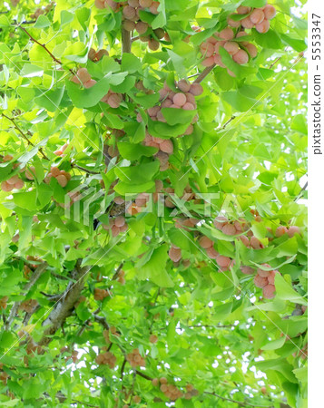Autumn's visit to Gingko 5553347