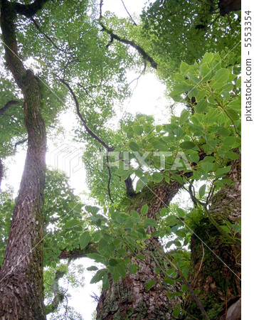 Big tree Big tree 5553354