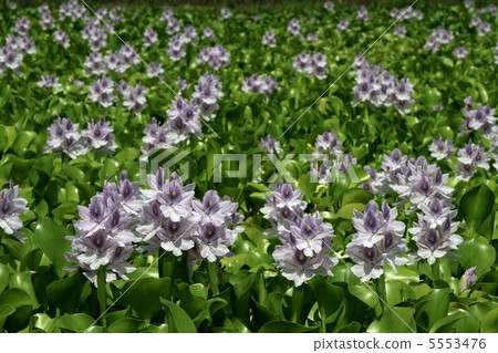 Herbage grass community Herbage grass community 5553476