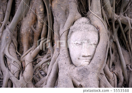 Wat Phra Mahathat的菩薩頭 5553588