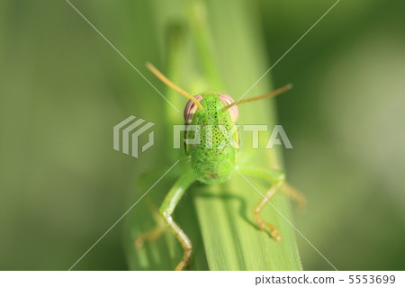 巴坦加粳稻 巴坦加粳稻 5553699