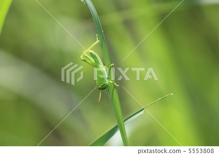 巴坦加粳稻 巴坦加粳稻 5553808