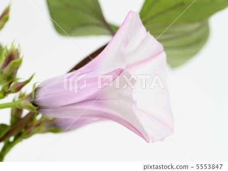 不尋常的紅薯花 5553847