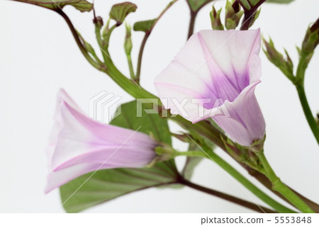 不尋常的紅薯花 5553848