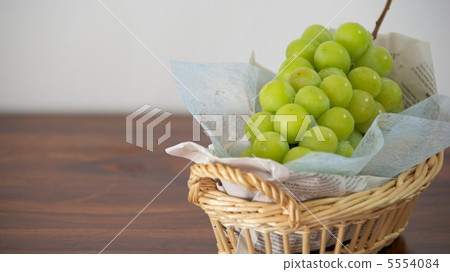 Muscat Muscat 5554084