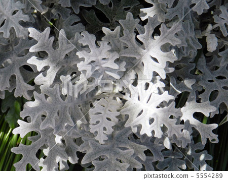 Shirota eagle / Mitaka 5554289