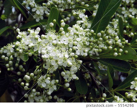 Piracansa / Asakawa Piracansa / Asakawa 5554298
