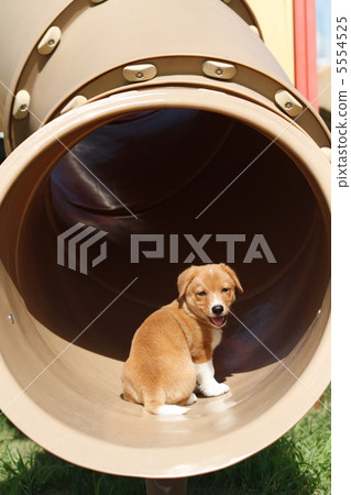 Puppies walking in the park Puppies walking in the park 5554525