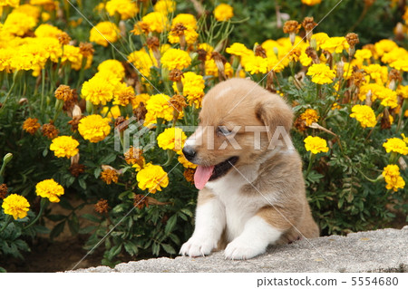 Puppies walking in the park Puppies walking in the park 5554680