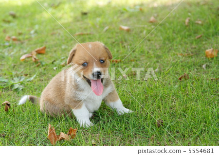 Puppies walking in the park Puppies walking in the park 5554681