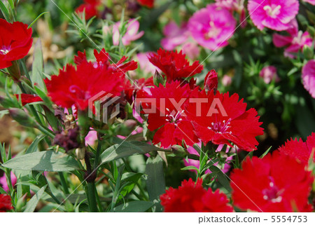Flower of Telstar (Shikisaki Nadeshiko / Diane Sus) Flower of Telstar (Shikisaki Nadeshiko / Diane Sus) 5554753