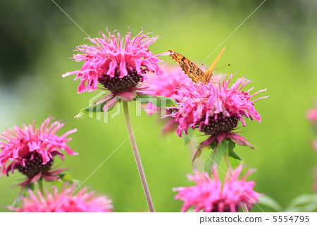 Monaurala and butterfly Monaurala and butterfly 5554795