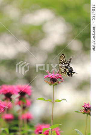 Monalda Monalda 5554812