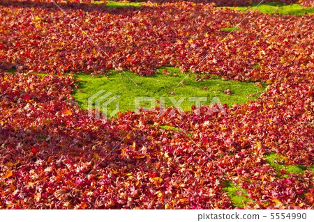 落在苔蘚上的木葉 5554990