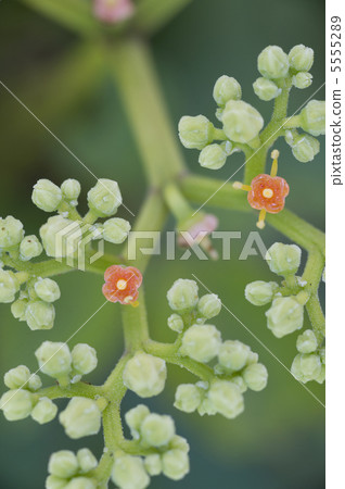 Yabusharashi 5555289