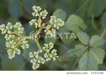 Yabusharashi 5555290