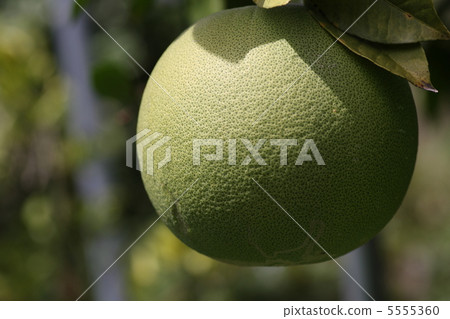 [Yupakuyuzu] 5555360