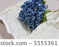hydrangea   5555361