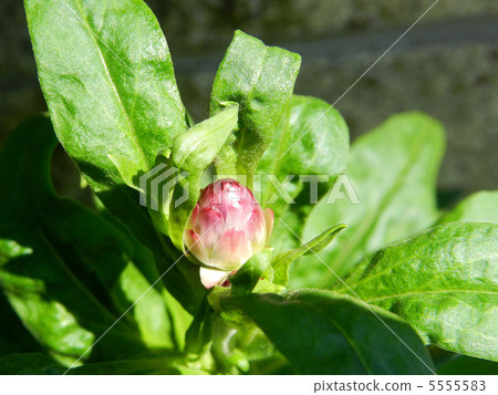 Mugiwaragiku (Catechism shellwork) 5555583