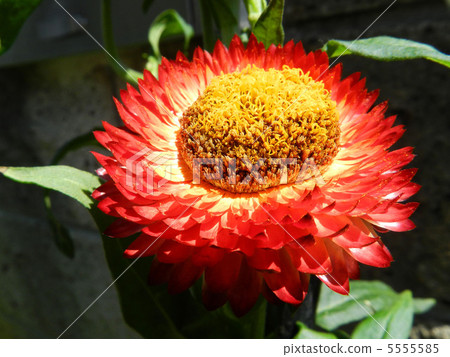 Mugiwaragiku (Catechism shellwork) 5555585