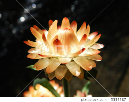 Mugiwaragiku (Catechism shellwork) 5555587