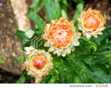 Mugiwaragiku (Catechism shellwork) 5555591