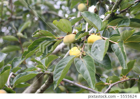 [Jiro Persimmon] 5555624