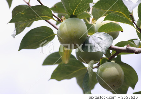 [Jiro Persimmon] 5555626