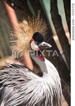 White-crowned crane 5555738