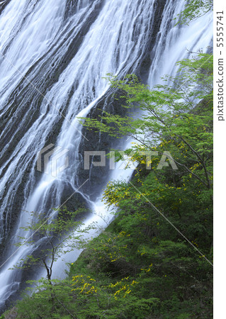 清澈的Fukuroda瀑布5月當黃金周新鮮的綠色和白色水流動 5555741