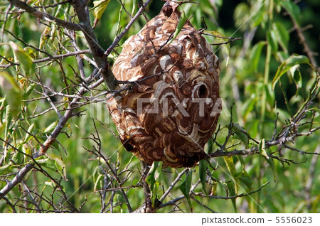 Wasp of the hornet Bullfoot nest 5556023