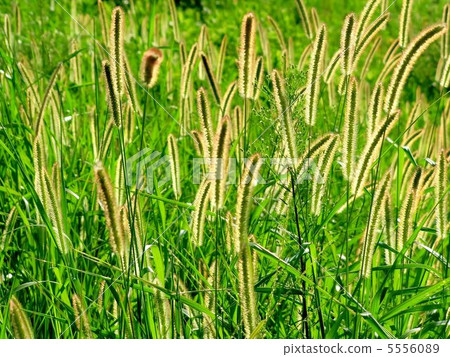 The funny cat pussy 5556089