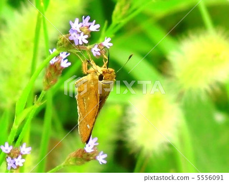 Ichimon dieselis和Alecihanagasa 5556091