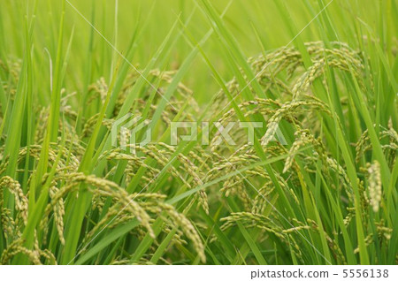 Rice field 5556138